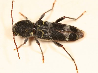 Rustic Borer - Xylotrechus colonus