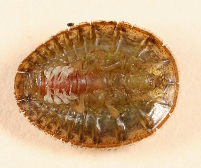 Psephenus herricki (larva)