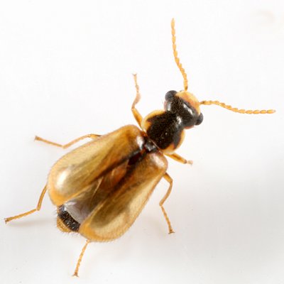 Attalus scincetus