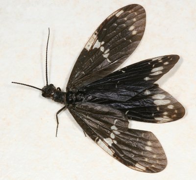  Dark Fishfly - Nigronia serricornis