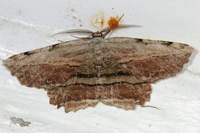 6720 -- Common Lytrosis Moth -- Lytrosis unitaria