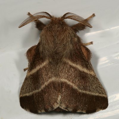 7701 -- Eastern Tent Caterpillar Moth -- Mallacosoma americanum