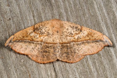 6974 -- Juniper-twig Geometer Moth -- Patalene olyzonaria