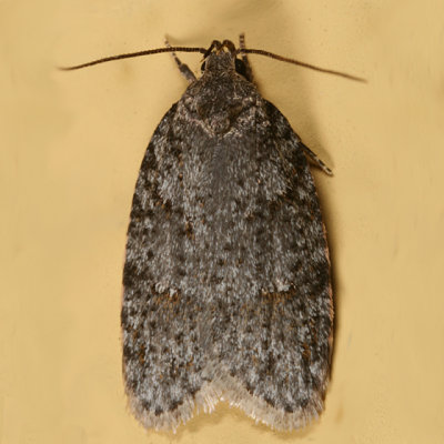 0911 -- Bog Bibarrambla Moth -- Bibarrambla allenella