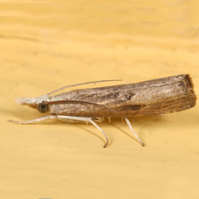 5451 - Bluegrass Webworm Moth - Parapediasia teterrella