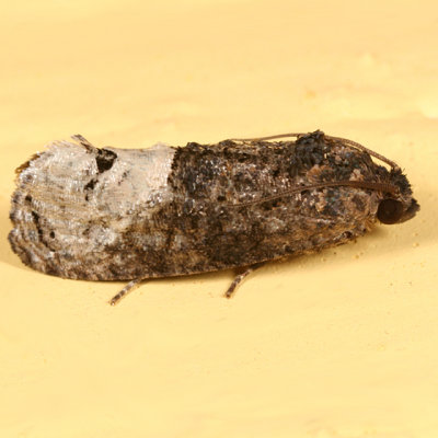 3497 - Locust Twig Borer Moth - Ecdytolopha insiticiana