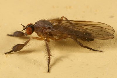 Dance Flies - Empididae
