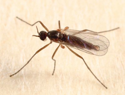 Wood Midge - Lestremiinae - Lestremiini - Anarete sp.