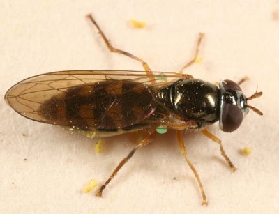 Syrphid Flies - tribe Bacchini