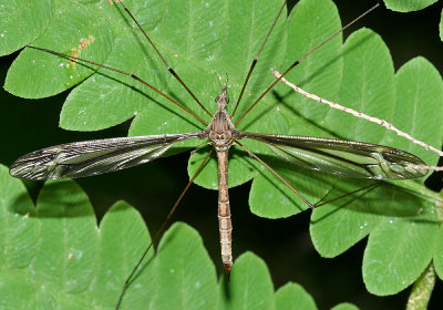 Tipula - subgenus Yamatotipula