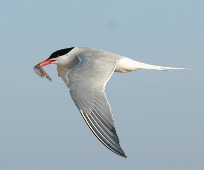 Common Tern - Sterna hirundo (carrying an anchove)