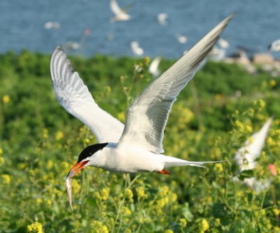 Common Tern - Sterna hirundo