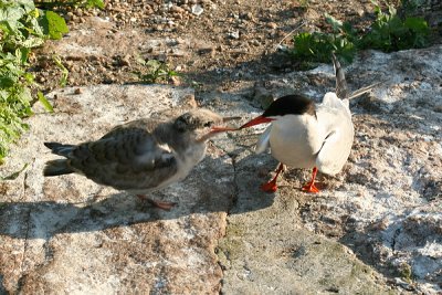 Common Tern - Sterna hirundo  (feeding young)