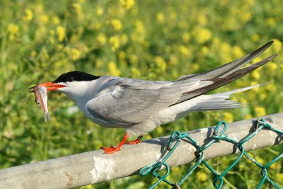 Common Tern - Sterna hirundo  (with an anchove)