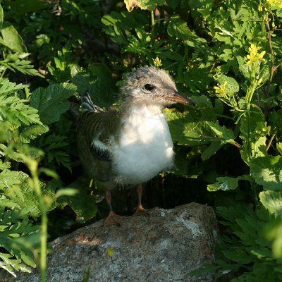 Common Tern - Sterna hirundo