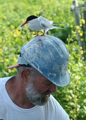 Jeffs helmet makes a good roost