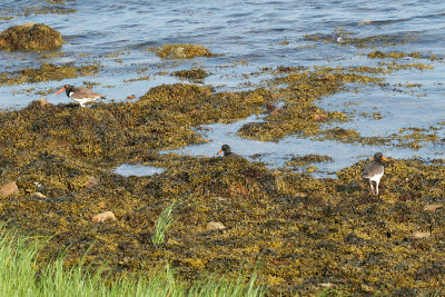 American Oystercatcher - Haematopus palliatus