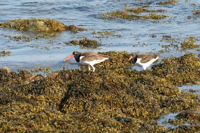 American Oystercatcher - Haematopus palliatus