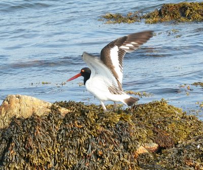 American Oystercatcher - Haematopus palliatus