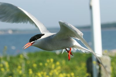 Common Tern - Sterna hirundo