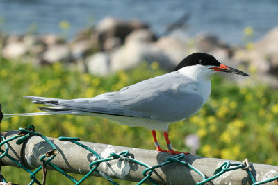 Roseate Tern - Sterna dougallii