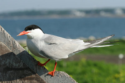 Common Tern - Sterna hirundo