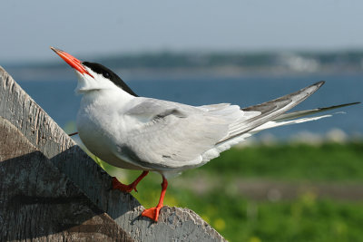 Common Tern - Sterna hirundo