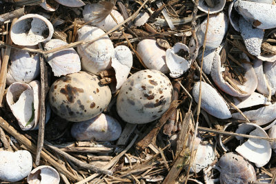 Common Tern - Sterna hirundo  (eggs blending in with shells)