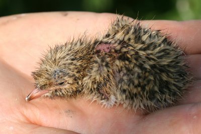 Roseate Tern - Sterna dougallii (newly hatched)