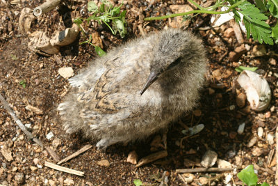 Roseate Tern - Sterna dougallii  (chick)