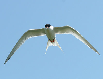 Roseate Tern - Sterna dougallii