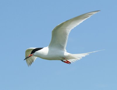 Roseate Tern - Sterna dougallii