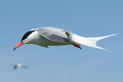 Common Tern - Sterna hirundo