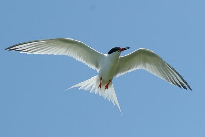 Roseate Tern - Sterna dougallii