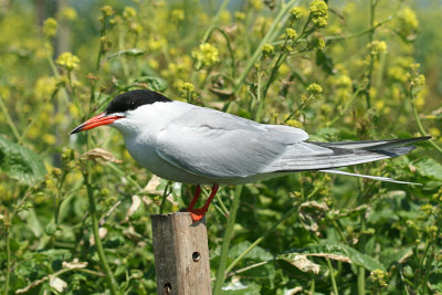 Common Tern - Sterna hirundo