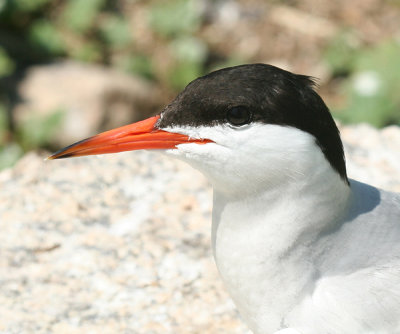 Common Tern - Sterna hirundo