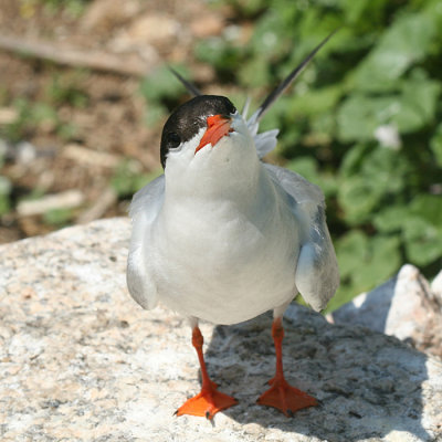 Common Tern - Sterna hirundo