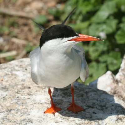 Common Tern - Sterna hirundo