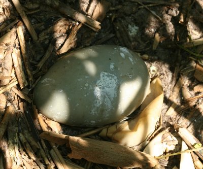 Common Eider egg (abandoned)