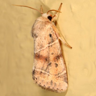 9815 -- American Dun-bar Moth -- Cosmia calami