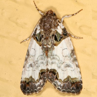9062 -- Tufted Bird-dropping Moth -- Cerma cerintha