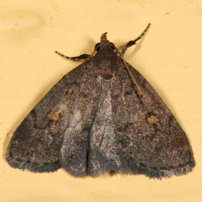 8323 - Common Idia - Idia aemula