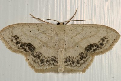 7159 - Large Lace-border - Scopula limboundata