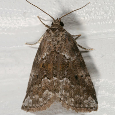 9038 - White-lined Graylet Moth - Hyperstrotia villificans