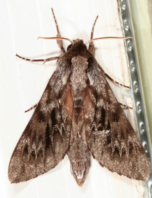 7817 - Northern Pine Sphinx - Lapara bombycoides