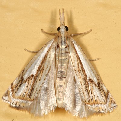 5362 - Double-banded Grass-veneer Moth - Crambus agitatellus