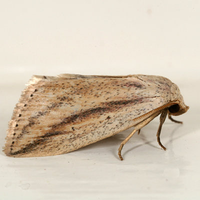 9818 -- Feeble Grass Moth -- Amolita fessa