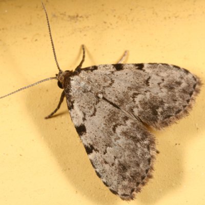 8427 - Spot-edged Dyspyralis Moth - Dyspyralis puncticosta