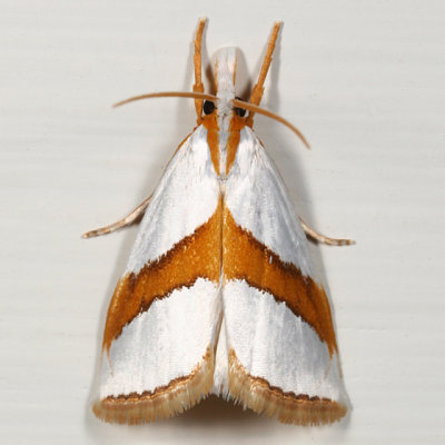 5466 -- Straight-lined Argyria Moth -- Argyria critica