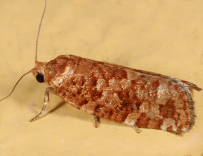 3643 - Pitch Pine Budworm Moth - Choristoneura pinus